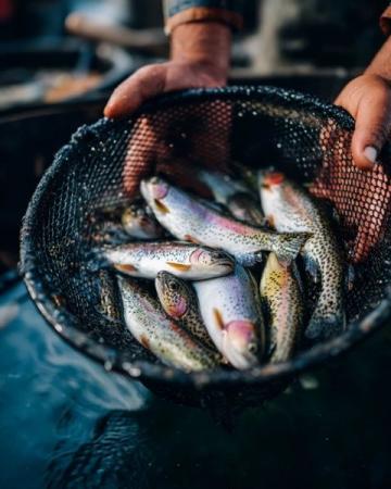 麗水：水質(zhì)優(yōu)良的溪魚天堂，華東野生魚類基因庫