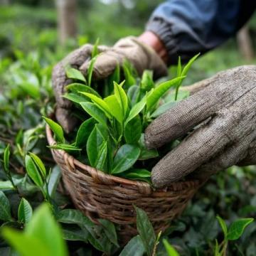 常喝的茶葉有哪些?綠茶中的春日鮮爽代表:西湖龍井與黃山毛峰