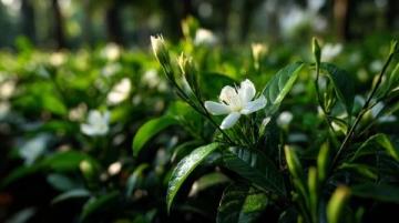 心馳神往！廣西橫州茉莉花之旅不容錯(cuò)過