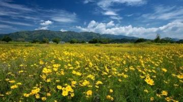 浙江油菜花盛開如黃金狂潮,浪漫春色不容錯過,速來打卡!