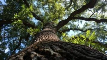 樹大招風(fēng)下的小確幸：肥娟小吃的智慧轉(zhuǎn)身與堅(jiān)持