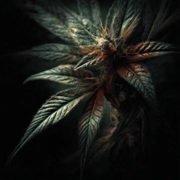 古藺活麻探秘:一場刺痛中的甜美之旅