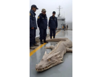 野生黃翅魚：近海經濟價值高，蔡瀾稱其為“世界最美味