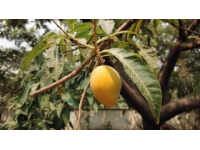 菩提路上結菩提果（菩提果小知識）