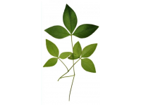 番薯葉怎么做好吃又香(番薯葉怎么做好吃？加上一把大蒜，掌握3步)