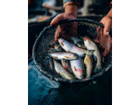 麗水：水質(zhì)優(yōu)良的溪魚天堂，華東野生魚類基因庫
