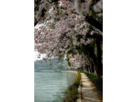 五一游洋沙湖感覺(jué)挺好的，人少景也美