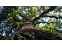 樹(shù)大招風(fēng)下的小確幸：肥娟小吃的智慧轉(zhuǎn)身與堅(jiān)持