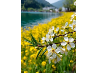 浙江油菜花盛開如黃金狂潮，浪漫春色不容錯(cuò)過，速來打卡！