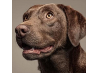 如何有效護理拉布拉多犬的牙齒健康？