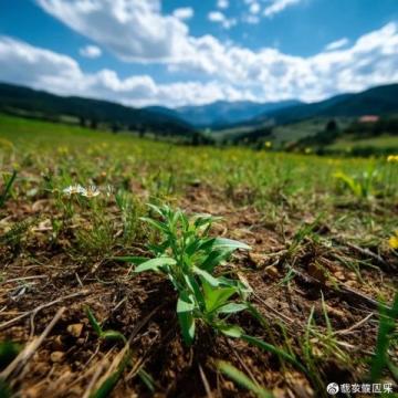 皖西南地區,一直以來都不吃各種蟲子,吃野菜也是近幾年才傳開的