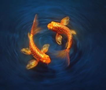 精心養育：掌握過背金龍魚養護知識