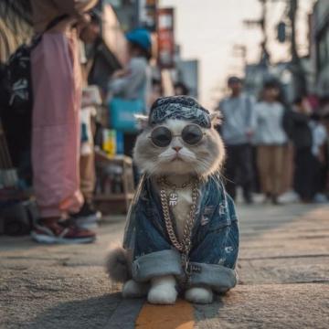 上海五一假期消費者熱衷于買貓糧等寵物用品。
