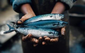 解析夜釣與白天垂釣的優劣對比：魚類習性、環境因素、季節影響全面分析
