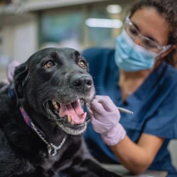 如何有效護理拉布拉多犬的牙齒健康?