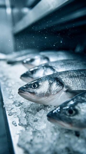 三點必知！養殖青魚的水深度、密度和水環境管理秘籍