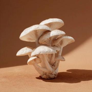 云南常見可食用野生菌種類知多少