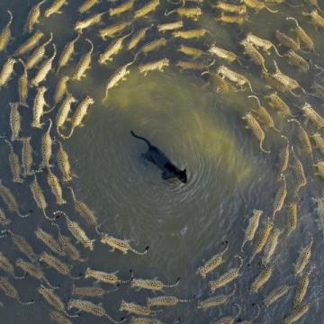 阜陽河道刀魚泛濫村民狂撈背后是生態改善信號？
