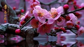 鞍山千山梨花節(jié):非遺與美食盛宴,領略地域風情