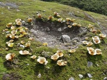 云南常見可食用野生菌種類知多少