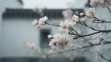 蘇州東沙湖公園:春風中綻放的花季盛宴