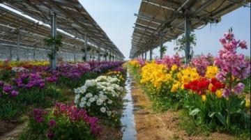 澳洲日志:水培九層塔綻放花朵の生命之美