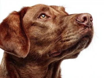 如何有效護理拉布拉多犬的牙齒健康?