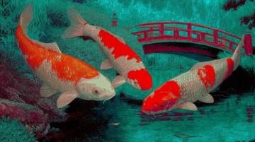精心養育：掌握過背金龍魚養護知識