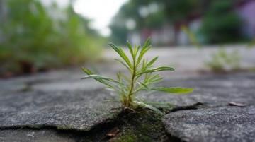 揭秘夏日熱土|潁州盛夏記：花鼓燈節(jié)、智能稻田與公益助學(xué)新篇章