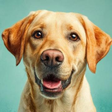 如何有效護理拉布拉多犬的牙齒健康?