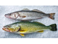 食用須知：這種河鮮魚籽含劇毒，煮熟也無法消除危險