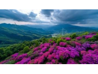 體驗康王谷花世界的美麗與奇觀