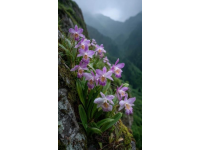 呼倫貝爾扎蘭屯杜鵑節：春日賞花與美食之旅