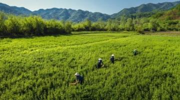 重返江蘇興化安豐鎮，體驗非凡的700公里早茶之旅