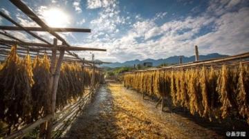 遂川美食之旅：探尋山水間的味蕾盛宴