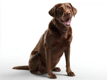 如何有效護理拉布拉多犬的牙齒健康?
