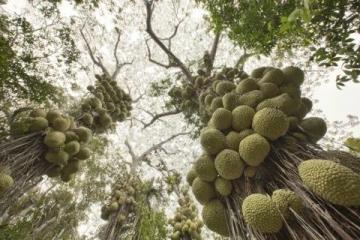 蘭州范家營村的巨型芹菜，高近一米猶如小樹般壯觀