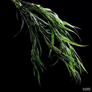深圳黃花風(fēng)鈴木盛放打卡地大盤點(diǎn)：金色隧道、金色河谷，美不勝收！