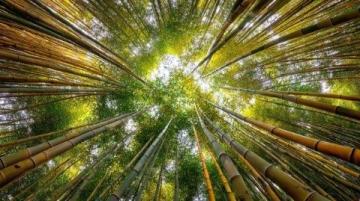 新疆秋季來(lái)臨，金黃白樺林等你探索，攝影愛(ài)好者的天堂