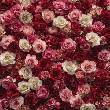 美倫堡薔薇花墻全攻略:避開人群，觸手可及的五顏六色花朵