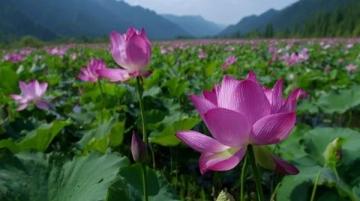 江蘇無(wú)錫九龍灣花星球：四季花開(kāi)的花卉休閑勝地