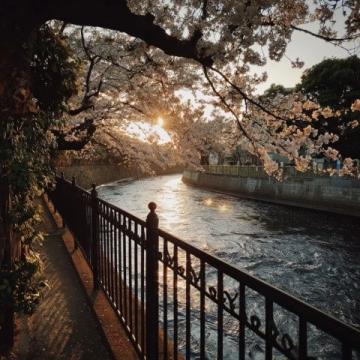 滎陽豐樂櫻花園賞花指南:免門票詳情及游玩攻略