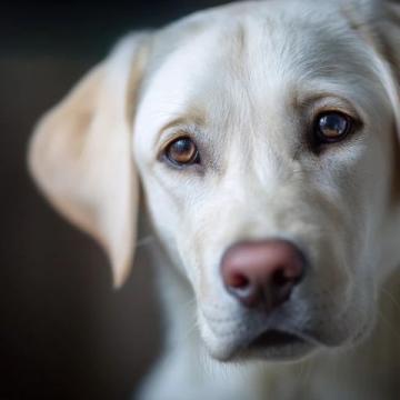 如何有效護理拉布拉多犬的牙齒健康?