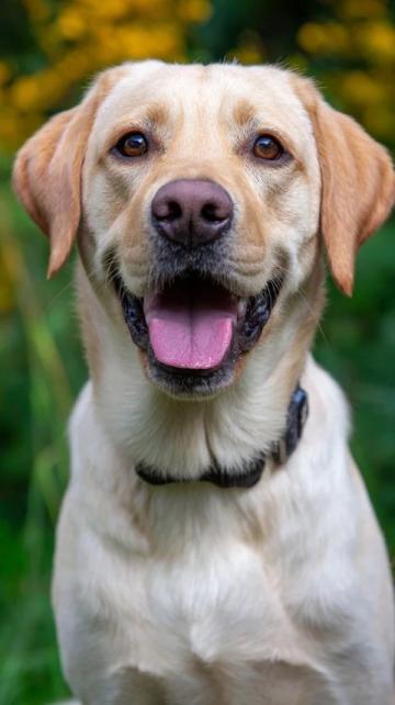 如何有效護理拉布拉多犬的牙齒健康?