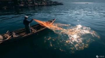阜陽河道刀魚泛濫村民狂撈背后是生態改善信號？