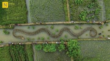 阜陽河道刀魚泛濫村民狂撈背后是生態改善信號？