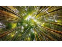 新疆秋季來(lái)臨，金黃白樺林等你探索，攝影愛(ài)好者的天堂