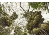 蘭州范家營村的巨型芹菜，高近一米猶如小樹般壯觀