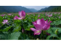 江蘇無(wú)錫九龍灣花星球：四季花開(kāi)的花卉休閑勝地