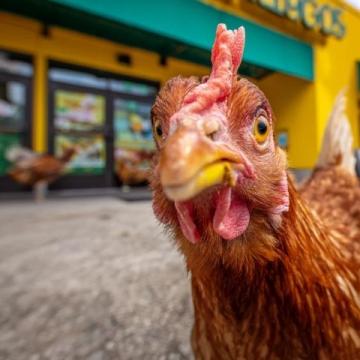 雞肉品種之爭(zhēng):麻雞VS普通雞